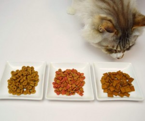 貓糧 Cat Food